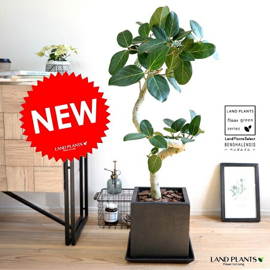 ［現品］4番　フィカス　ベンガレンシス　曲がり 8号　観葉植物　ゴムの木 現品］4番 フィカス ベンガレンシス 曲がり 8号 観葉植物 室内