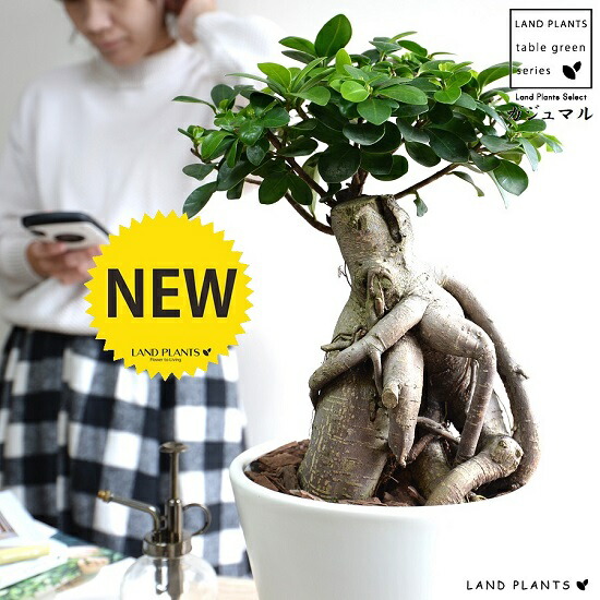 がじゅまる 楽天市場】【水耕栽培】 がじゅまる（幹太）スクエア型 ガラス