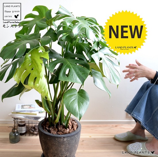 モンステラ 黒いこと エッグ型 ラウンド瀬戸もの鉢 鉢植え 鉢 瀬戸もの テラコッタ 素焼 黒 黒いこと 丸 灰 薄墨色 観葉草木 観葉 貨物輸送無料