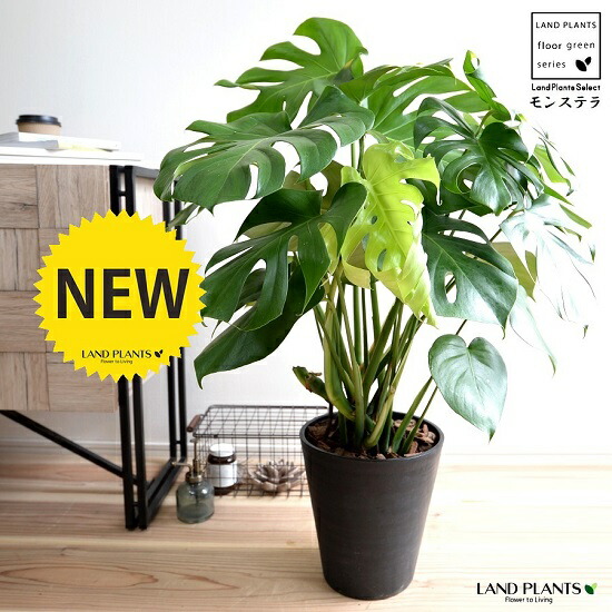 モンステラ 黒いこと セラアート鉢 8号（バークチップ） 鉢植え 鉢 瀬戸もの テラコッタ 素焼 黒 黒いこと ラウンド 丸 観葉草木 観葉 大型 貨物輸送無料