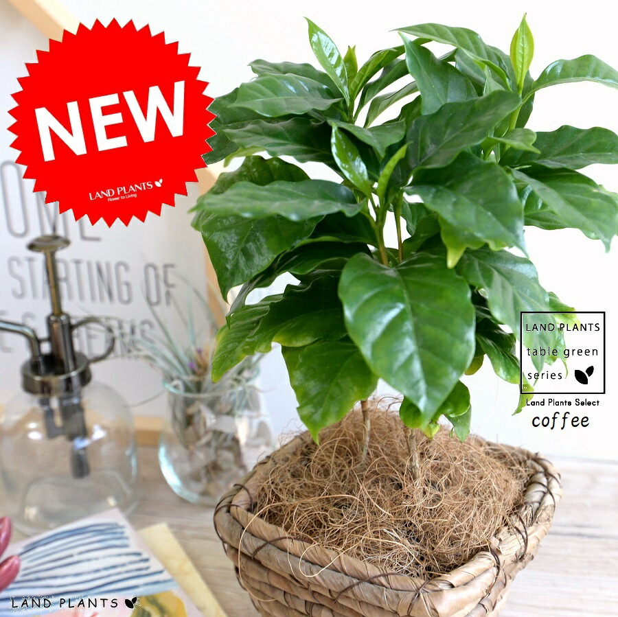 楽天市場】【8カラー】 コーヒーの木 × チルドカップ型 陶器鉢（ココ 