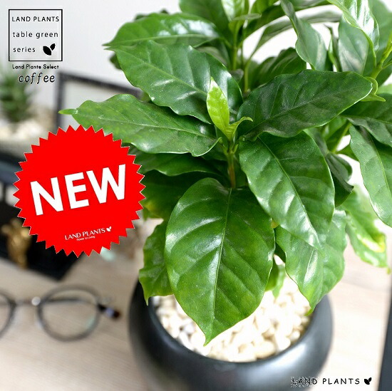 キャフェの高木 墨ぞめ 大ちゃんころ 磁器頭顱 黄色さざれ石 カフェ Coffee コーヒーノキ 苗木 苗 観葉植物 植物 鉢植え 鉢 送料無料 黒 黒人 丸 丸外形 ラウンド 円球 Hotjobsafrica Org