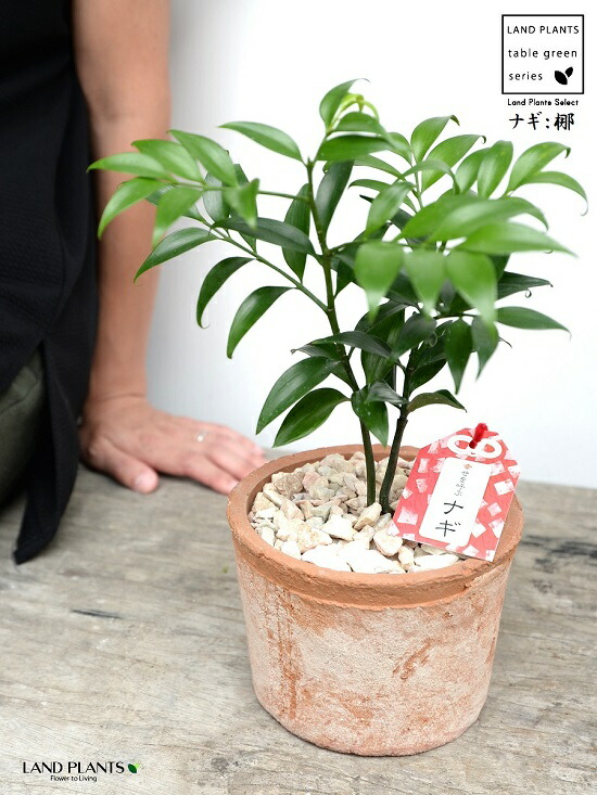 縁結びの木 梛 ナギ 茶色 モスポット シリンダー型 陶器鉢 天然砕石 ナギの木 梛木 熊野三山 神木 鉢植え 鉢 素焼 テラコッタ 茶 ブラウン オレンジ 丸 丸形 送料無料 育て方カード Maisons Coudrelle Fr