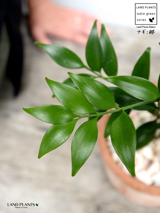 縁結びの木 梛 ナギ 茶色 モスポット シリンダー型 陶器鉢 天然砕石 ナギの木 梛木 熊野三山 神木 鉢植え 鉢 素焼 テラコッタ 茶 ブラウン オレンジ 丸 丸形 送料無料 育て方カード Educaps Com Br