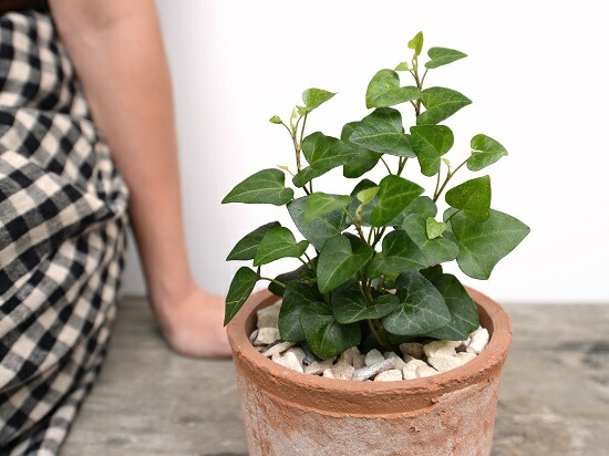 ハート型 アイビー サーク 茶色 モスポット シリンダー型 陶器鉢 天然砕石 ハートアイビー ヘデラ つる性植物 鉢植え 鉢 素焼 テラコッタ 茶 ブラウン オレンジ 丸 丸形 送料無料 育て方カード Marcsdesign Com ハート型 アイビー サーク 茶色 モスポット シリンダー型 陶器鉢 天然砕石 ハートアイビー ヘデラ つる性植物 鉢植え 鉢 素焼 テラコッタ 茶 ブラウン オレンジ 丸 丸形 送料無料 育て方カード Marcsdesign Com