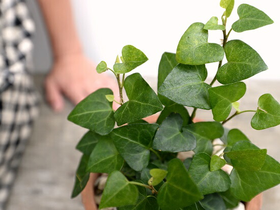 ハート型 アイビー サーク 茶色 モスポット シリンダー型 陶器鉢 天然砕石 ハートアイビー ヘデラ つる性植物 鉢植え 鉢 素焼 テラコッタ 茶 ブラウン オレンジ 丸 丸形 送料無料 育て方カード Marcsdesign Com ハート型 アイビー サーク 茶色 モスポット シリンダー型 陶器鉢 天然砕石 ハートアイビー ヘデラ つる性植物 鉢植え 鉢 素焼 テラコッタ 茶 ブラウン オレンジ 丸 丸形 送料無料 育て方カード Marcsdesign Com