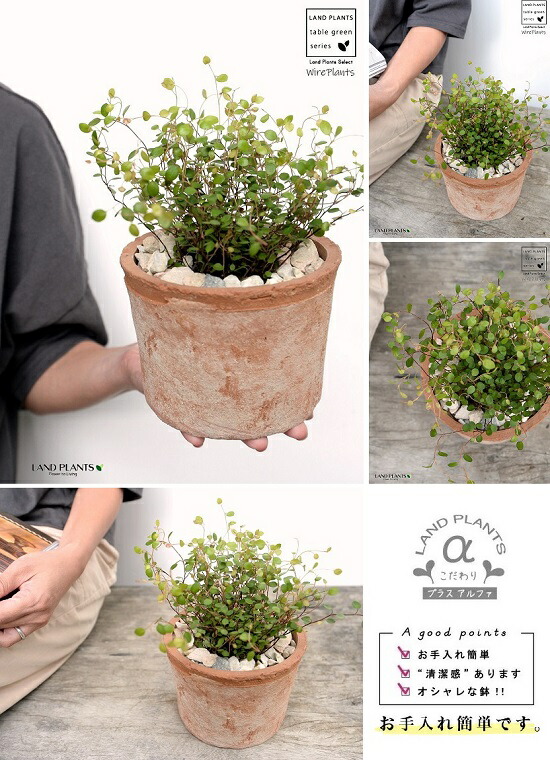 ワイヤープランツ 茶色 モスポット シリンダー型 陶器鉢 天然砕石 ワイヤー グランドカバー つる性植物 鉢植え 鉢 素焼 テラコッタ 茶 ブラウン 丸 丸形 送料無料 育て方カード Epheseweb Com