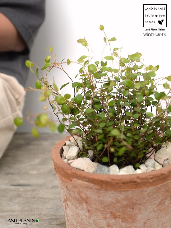 ワイヤープランツ 茶色 モスポット シリンダー型 陶器鉢 天然砕石 ワイヤー グランドカバー つる性植物 鉢植え 鉢 素焼 テラコッタ 茶 ブラウン 丸 丸形 送料無料 育て方カード Epheseweb Com