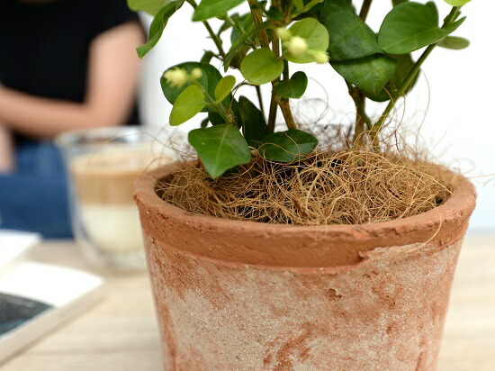 アラビアンジャスミン 茉莉花 マツ科リカ お褐色 モスポット シリンダフォーム チャイナ頭顱 ココファイバー サンバックジャスミン ジャスミン ピカケ サンパギータ 鉢 鉢植え テラコッタ 素焼き Moss Pot 茶 銅色 観葉植物 香料遣い道植物 送料無料 Foxunivers Com