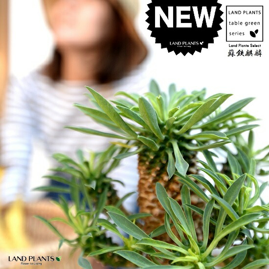 楽天市場】多肉植物(ソテツキリン:蛾眉鉄) 石模様のセメント 楽天市場】多肉植物(ソテツキリン:蛾眉鉄) 石模様のセメント