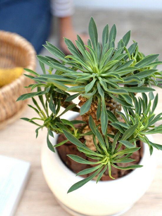 パイナップルコーン ソテツキリン 白色 大丸 陶器鉢 バークチップ 受皿 育て方 蘇鉄麒麟 ユーフォルビア 蘇鉄キリン きりん 麒麟 ソテツ 蘇鉄 ソテツ麒麟 鉢 鉢植え 鉢 陶器 丸 ボール型 白 ホワイト 観葉植物 送料無料 Educaps Com Br