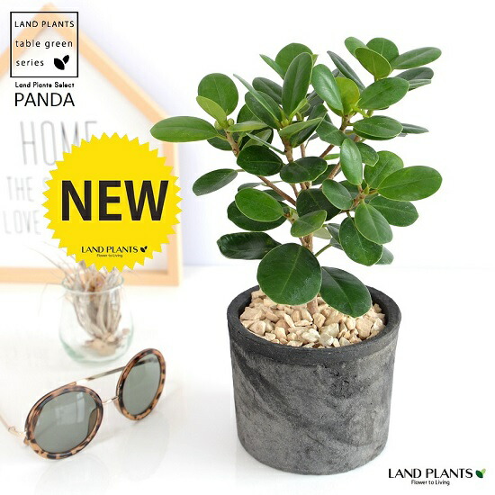 楽天市場】【希少植物】 ガジュマル(パンダ) 茶色 モスポット 楽天市場】【希少植物】 ガジュマル(パンダ) 茶色 モスポット