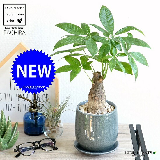 専用　パキラ アクアティカ ファイバー鉢 お皿付き パキラ アクアティカ ねじり ファイバー鉢 お皿付き - メルカリ