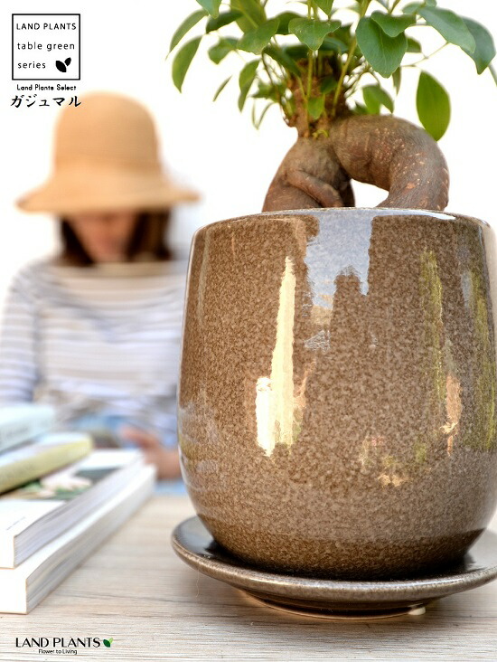 楽天市場】【植木鉢】 ベージュ 落ち着きのある ラウンド型 陶器鉢