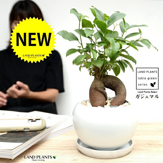 楽天市場】ガジュマル（幹太） 白色 大丸 陶器鉢 （10鉢）【天然砕石