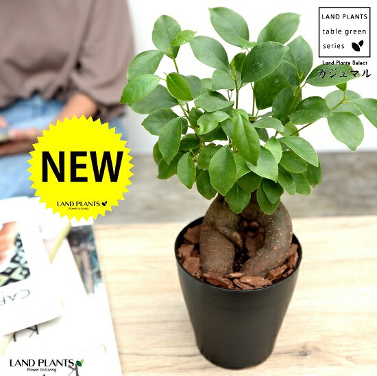 ガジュマル 観葉植物 ガジュマル 3号 プラスチック鉢 | 観葉植物なら
