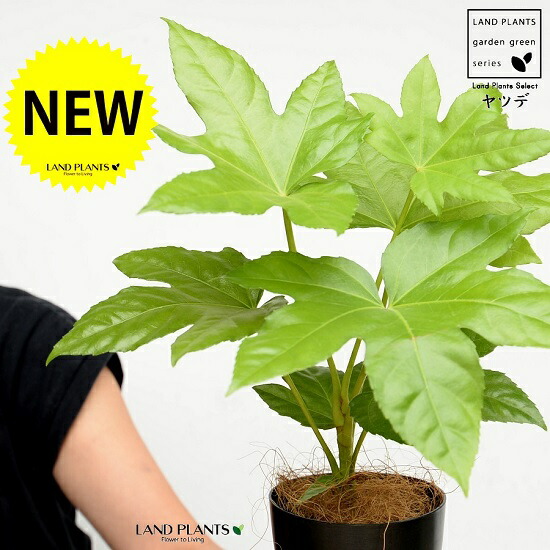 楽天市場】ヤツデ（八手） 黒色 プラスチック鉢 4号 テングノハウチワ