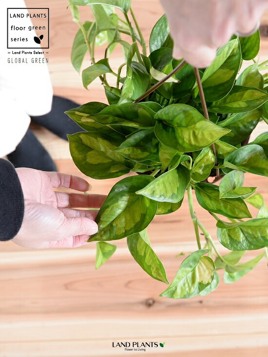 楽天市場】【鉢色・デザインおまかせ】ポトス（グローバルグリーン） 5