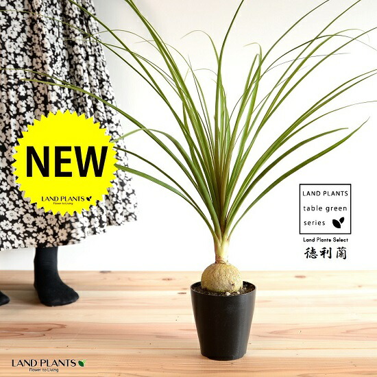 楽天市場】ノリナ トックリラン 3〜4号 3寸 4寸 苗 ロックガーデン