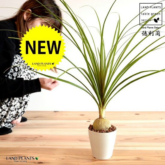 楽天市場】【現品発送】トックリラン（ポニーテール） 8号