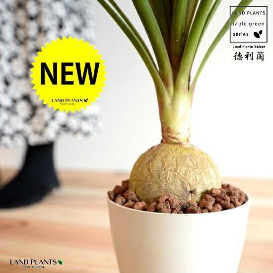 トックリラン imgrc0113696655.jpg