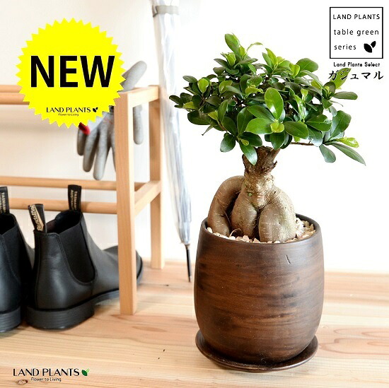 がじゅまる（極太：中型） 白木風 えの具 瀬戸もの鉢 M大きさ 【生まれながら砕石・受皿】 仕合わせの樹 霊魂が宿る木 ガジュマル ガジュマルの木 鉢 鉢植え 鉢 瀬戸もの 焼物 苗 若木 肌理 肌理調 こげ茶 焦げ茶 茶 赤銅色 観葉草木 観葉 5号