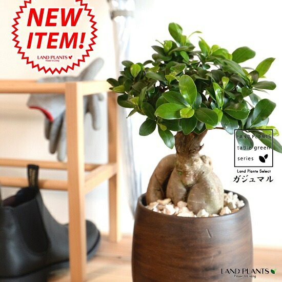 楽天市場】ガジュマル（超幹太：大型） ウッド風 ペイント 陶器