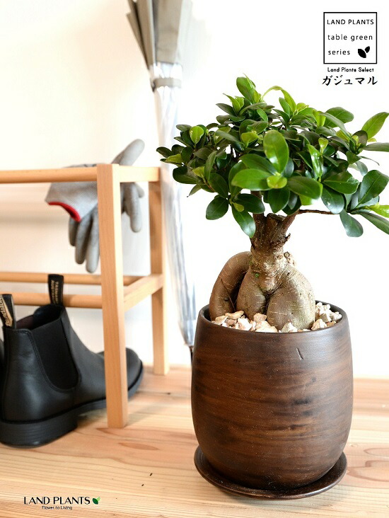 がじゅまる 楽天市場】【水耕栽培】 がじゅまる（幹太）スクエア型 ガラス