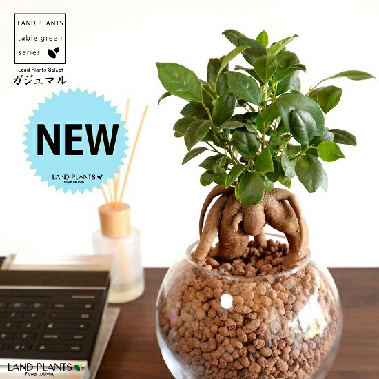 がじゅまる 幹太 ボール型 ガラス容器 ハイドロボール 植え 発泡煉石 14s 多幸の樹 精霊が宿る木 ガジュマル ガラス 花器 花瓶 ベース ヴェイス 花入れ 花生け 透明 ハイドロカルチャー 水栽培 観葉植物 観葉 Seasonal Wrap入荷