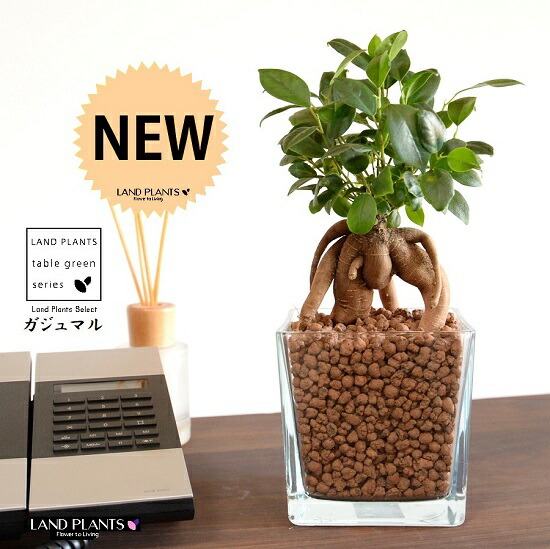 がじゅまるです。 楽天市場】ガジュマル がじゅまる 7.5cmポット 【 送料無料