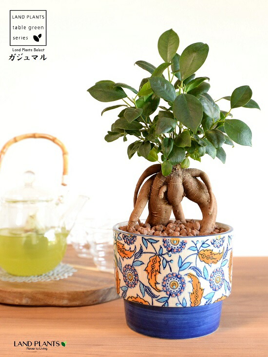 楽天市場】トックリラン（幹太） 石模様のセメントポット Mサイズ 幹の