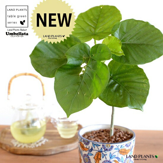 市場 鉢カバー 育て方 ハイドロ ペイント プリント 陶器鉢 段付き フィカスウンベラータ 手塗り ウンベラータ １本立ち曲がり ブルー