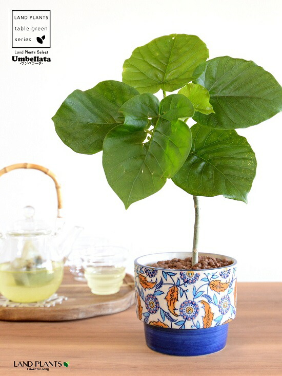 いです ウンベラータ 3dカーブ曲がり 植木 鉢植え 室内 ベージュ 茶 ラウンド 陶器 素焼 素焼鉢 テラコッタ 曲げ らせん フ 茶色 エッグ型 ラウンド 陶器鉢 観葉 観葉植物 大型 鉢植え 鉢 苗 苗木 いです