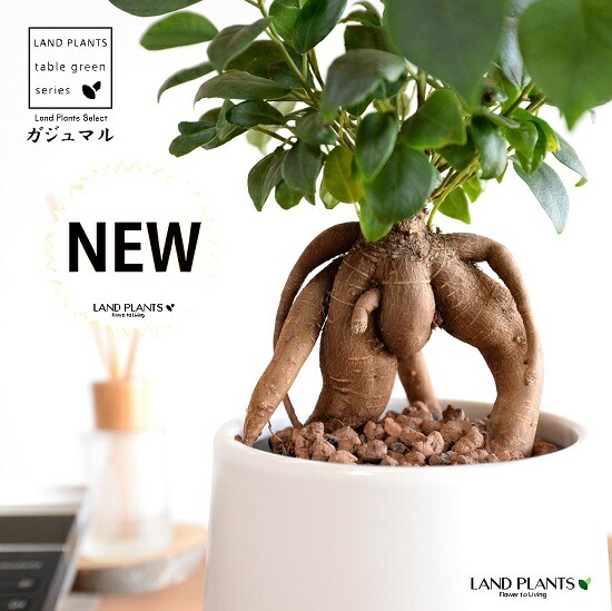 経典ブランド 鉢カバー がじゅまる 幹太 三つ足 ネイティブ モノトーン ポット Mサイズ 白色 ハイドロ 育て方 多幸の樹 精霊が宿る木 ガジュマル 鉢 鉢植え 植木鉢 陶器 焼物 苗 苗木 足付き 脚付き 素焼 白 ホワイト 粘土 観葉植物 観葉 小型