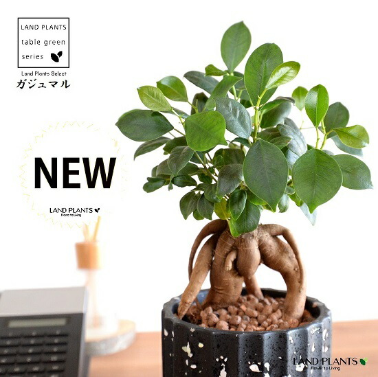 New売り切れる前に 鉢カバー がじゅまる 幹太 コンテンポラリー カラフルチップ ポット 黒色 ハイドロ 育て方 多幸の樹 精霊が宿る木 ガジュマル 鉢 鉢植え 植木鉢 陶器 焼物 苗 苗木 足付き 脚付き 素焼 黒 ブラック 粘土 ペンキ 塗装 観葉植物 観葉 小型 Tweets