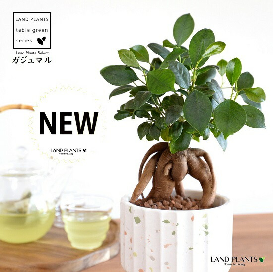高質で安価 鉢カバー がじゅまる 幹太 コンテンポラリー カラフルチップ ポット 白色 ハイドロ 育て方 多幸の樹 精霊が宿る木 ガジュマル 鉢 鉢植え 植木鉢 陶器 焼物 苗 苗木 足付き 脚付き 素焼 白 ホワイト 粘土 ペンキ 塗装 観葉植物 観葉 小型