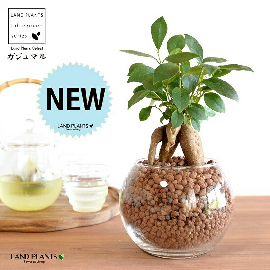 がじゅまるの樹 imgrc0105901751.jpg