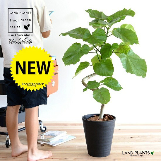 100 安い らせん 鉢植え 鉢 プラ鉢 観葉 黒 黒色 ウンベラータ 植木 8号 ブラック 苗木 苗 大型 曲げ プラスチック 観葉植物 3dカーブ曲がり 室内 セラアート鉢 ラウンド 花 観葉植物