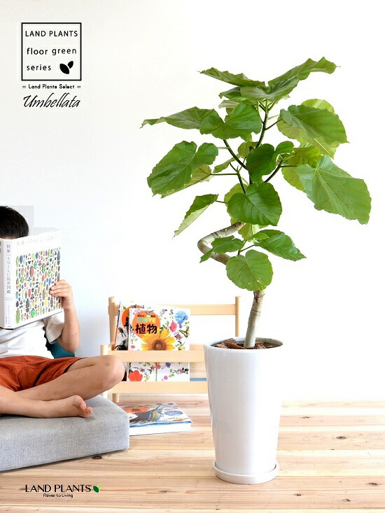 一流の品質 ウンベラータ 3ｄカーブ曲がり 白色 スリム 陶器鉢 フィカスウンベラータ 美しい樹形 8号 お引越し祝いに大人気 曲げ方 ウランベータ 日傘 ハートリーフ ゴムノキ ゴムの木 ウンベラーダ Www Dolphinsafari Gi