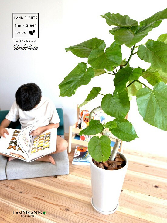 あす楽対応 お引越し祝いに大人気 曲げ方 フィカスウンベラータ ウンベラーダ スリム ウンベラータ ハートリーフ ゴムの木 白色 日傘 ウランベータ 8号 美しい樹形 3ｄカーブ曲がり ゴムノキ 陶器鉢 花 観葉植物
