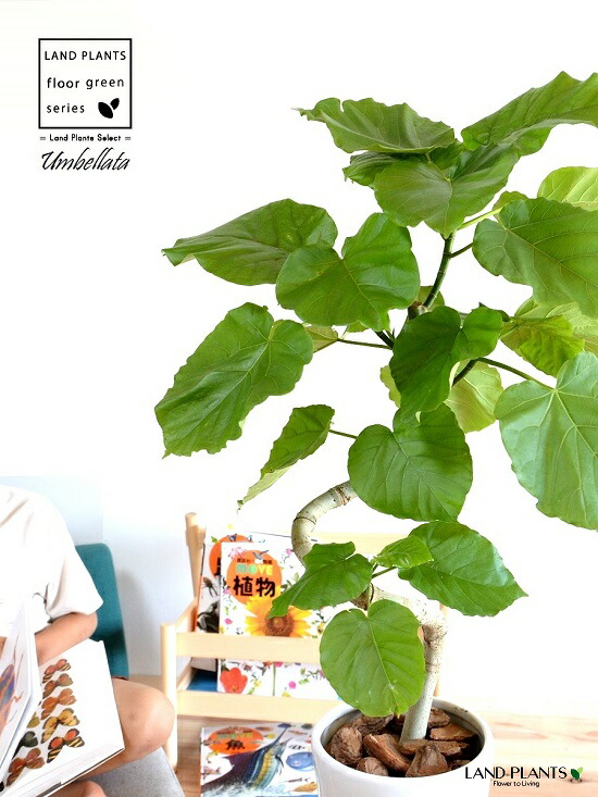 あす楽対応 お引越し祝いに大人気 曲げ方 フィカスウンベラータ ウンベラーダ スリム ウンベラータ ハートリーフ ゴムの木 白色 日傘 ウランベータ 8号 美しい樹形 3ｄカーブ曲がり ゴムノキ 陶器鉢 花 観葉植物