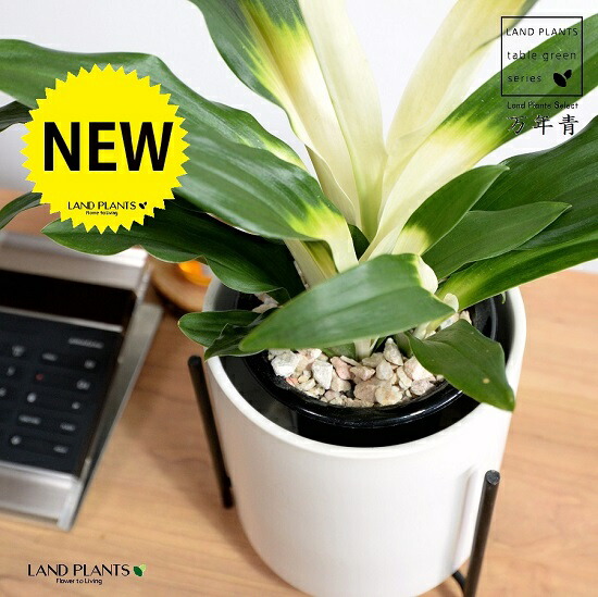 獅子万年青　おもと　黄縞斑　4号陶器鉢つき　子株2株つき❗　④ 獅子万年青 おもと 黄縞斑 4号陶器鉢つき 子株2株つき❗