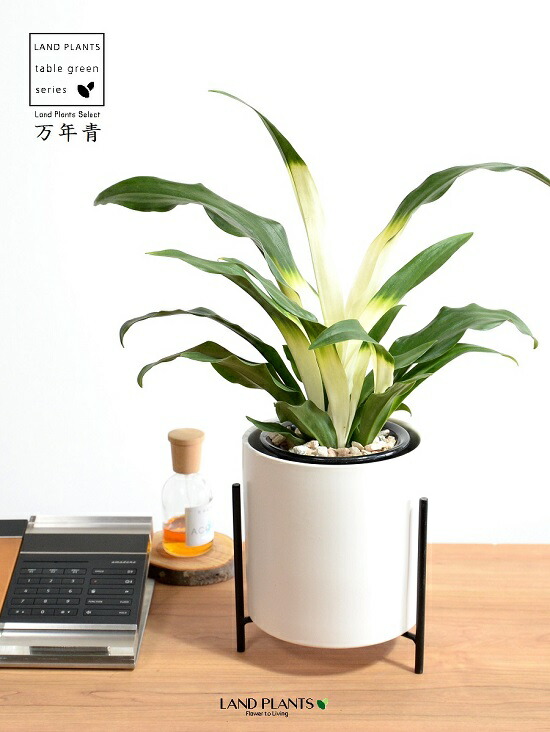 万年青　オモト　獅子　白黄縞斑　4.5号陶器鉢つき　子株つき❗　⑥ 万年青 オモト 獅子 白黄縞斑 4.5号陶器鉢つき 子株つき❗ ⑧