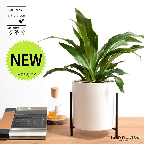 楽天市場】万年青：オモト（宝船） ウッド風 ペイント 陶器鉢 【天然