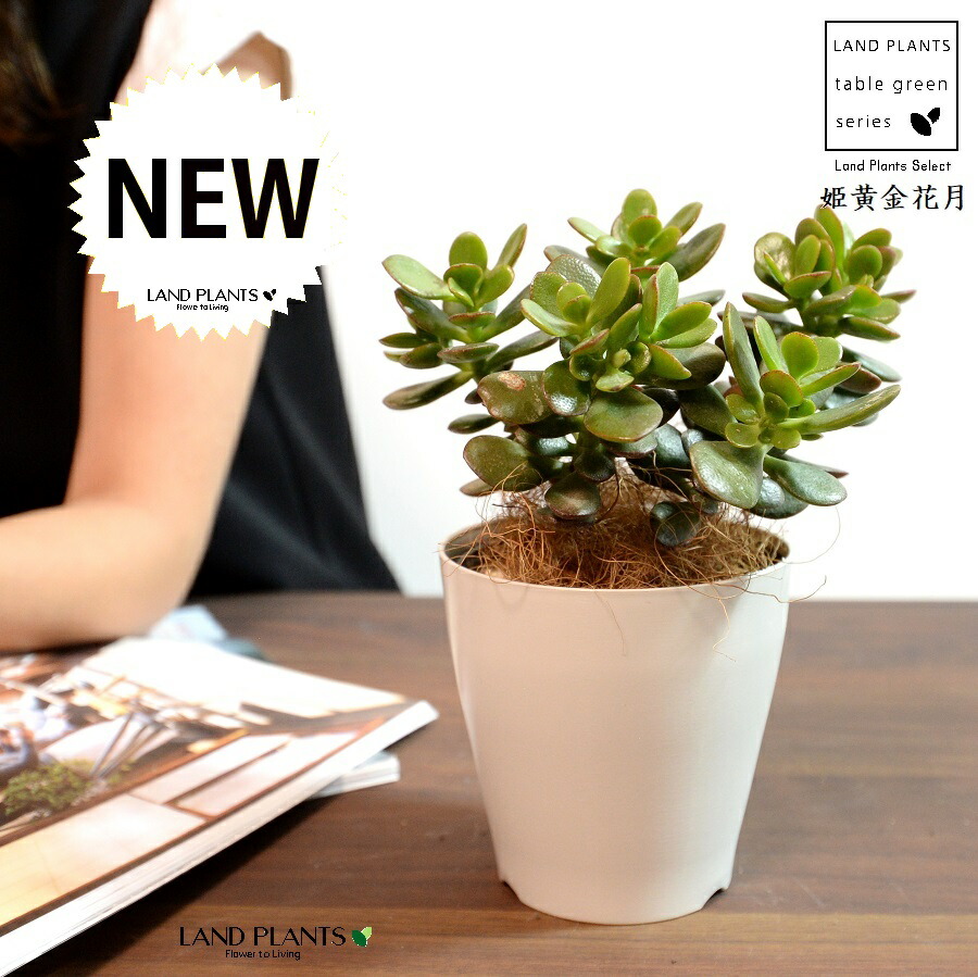 楽天市場】多肉植物【金のなる木】クラスラ【観葉 金運UP！元祖