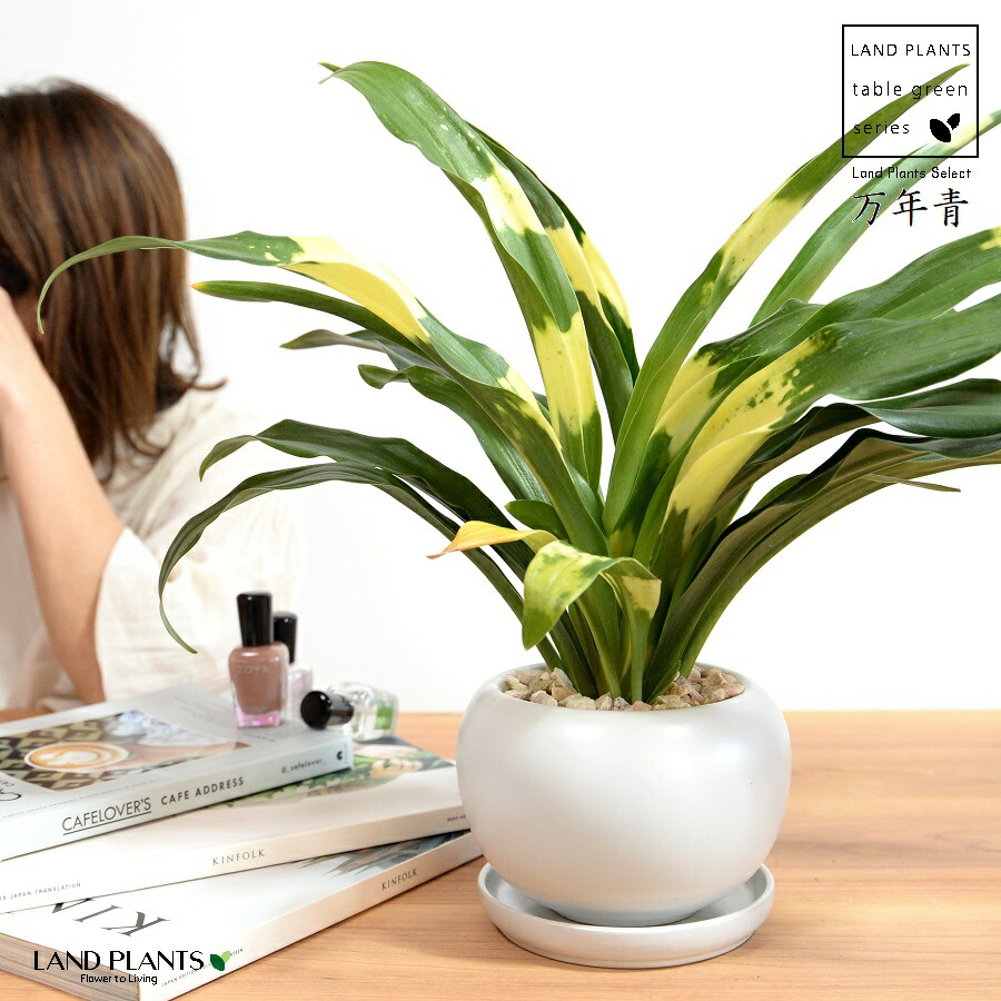 楽天市場】万年青：オモト（宝船） ウッド風 ペイント 陶器鉢 【天然