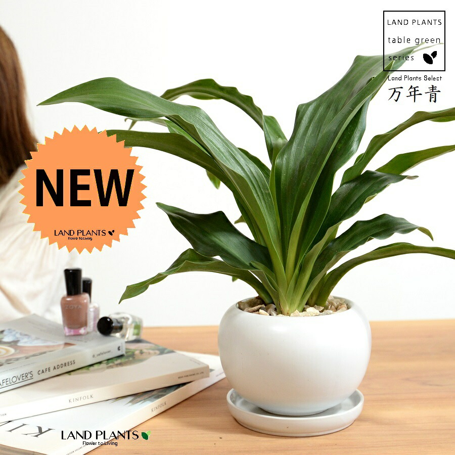 楽天市場】万年青：オモト（宝船） ウッド風 ペイント 陶器鉢 【天然