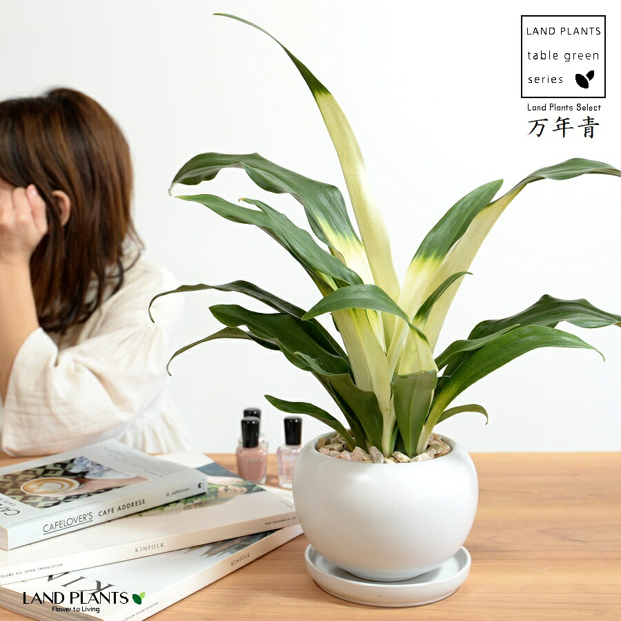 楽天市場】万年青：オモト（宝船） ウッド風 ペイント 陶器鉢 【天然