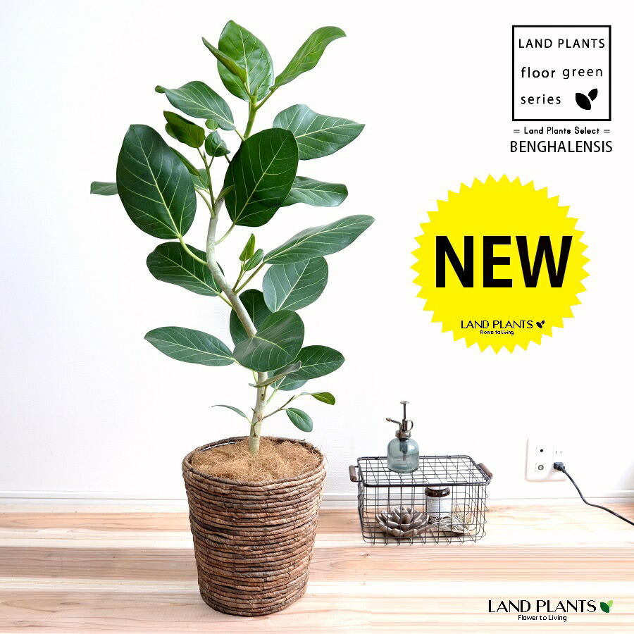 ベンガルゴム 緩やかカーブ 2d曲がり 茶色 バナナリーフ バスケット 大型 観葉 観葉植物 ベンガレンシス ベンガルボダイジュ ベージュ ブラウン 茶 鉢植え ゴムの木 ゴム ゴムノキ ３大人気フィカス 陶器 鉢