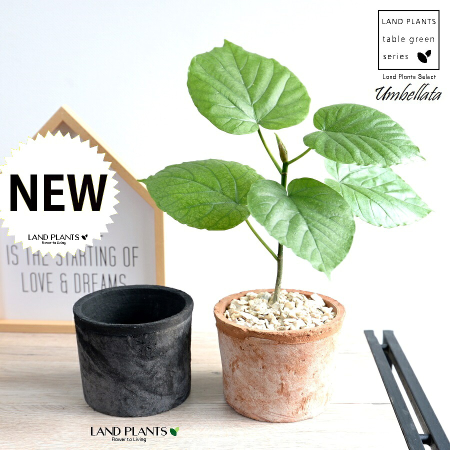 【2色セット】 ウンベラータ (黒色1鉢・ 茶色1鉢) モスポット シリンダー型 テラコッタ 【天然砕石】黒 茶 ブラック オレンジ 卓上サイズ 鉢植え 鉢 苗 苗木 観葉植物 白 ホワイト 丸